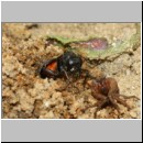 Anoplius infuscatus - Weswespe w003b 9mm mit Spinne-OS-Hasbergen-Lehmhuegel-det.jpg